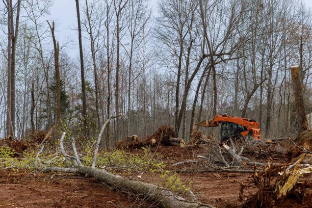 How Our Tree Care Process Works  in  Hellertown, PA
