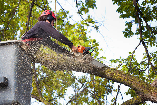 Best Lot and Land Clearing  in Hellertown, PA