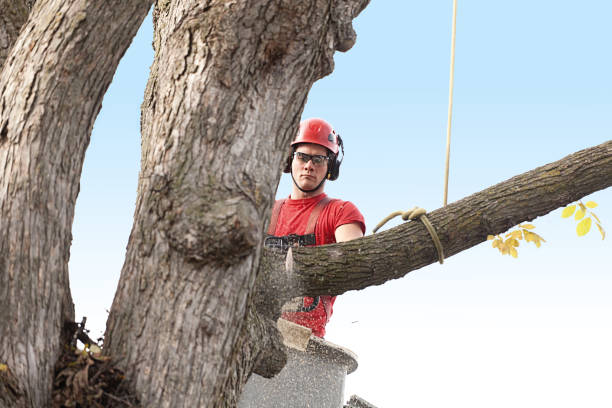Reliable Hellertown, PA Tree Care Solutions